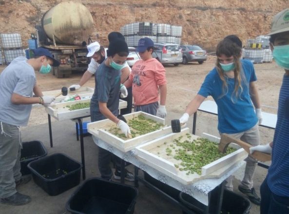 Voluntários esmagam as azeitonas para extrair o azeite